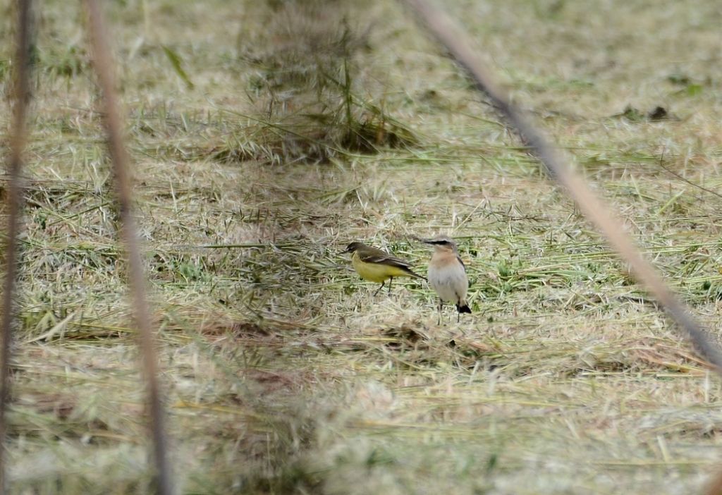 il Birdwatching al tempo del Covid 19